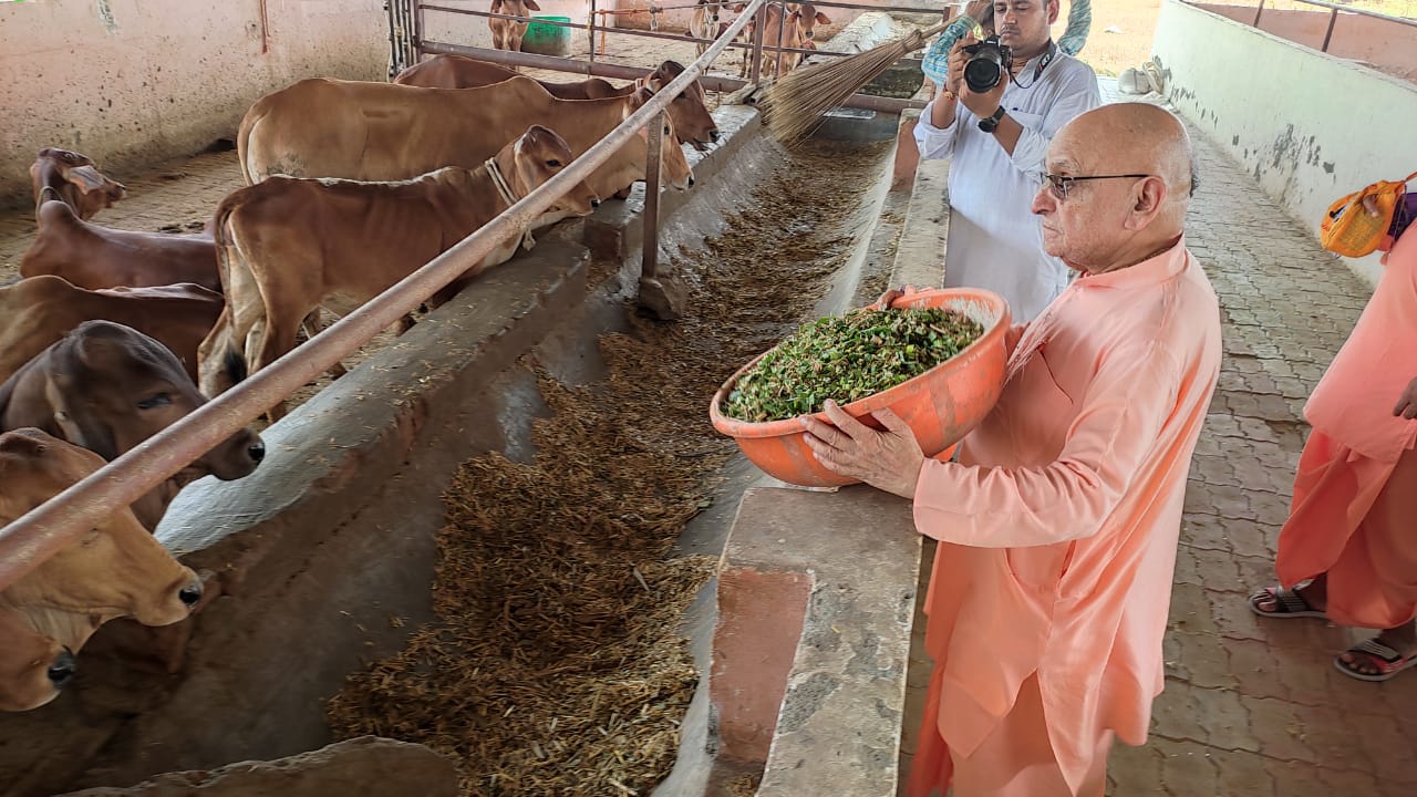 ISKCON Sri Gokul Gaushala